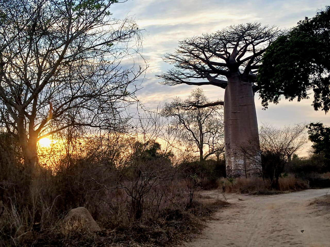 Allée des Baobabs Madagascar